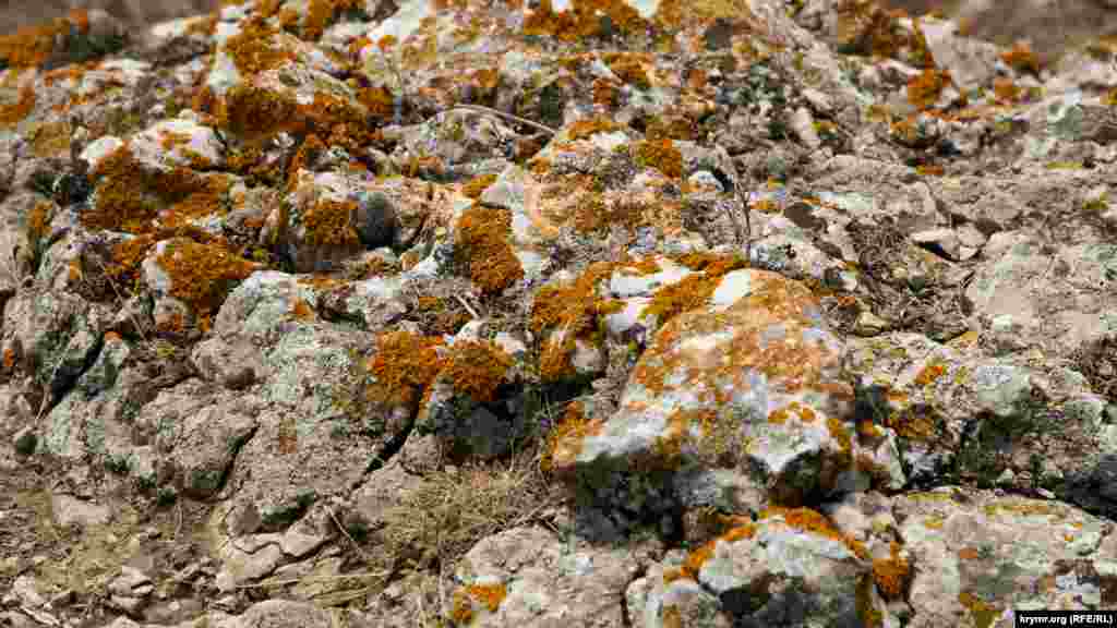 На Эчки-Даге очень разнообразная флора. На скалах много чабреца, на склонах &ndash; шалфей, полынь. Мхи и лишайники создают причудливые узоры на камнях
