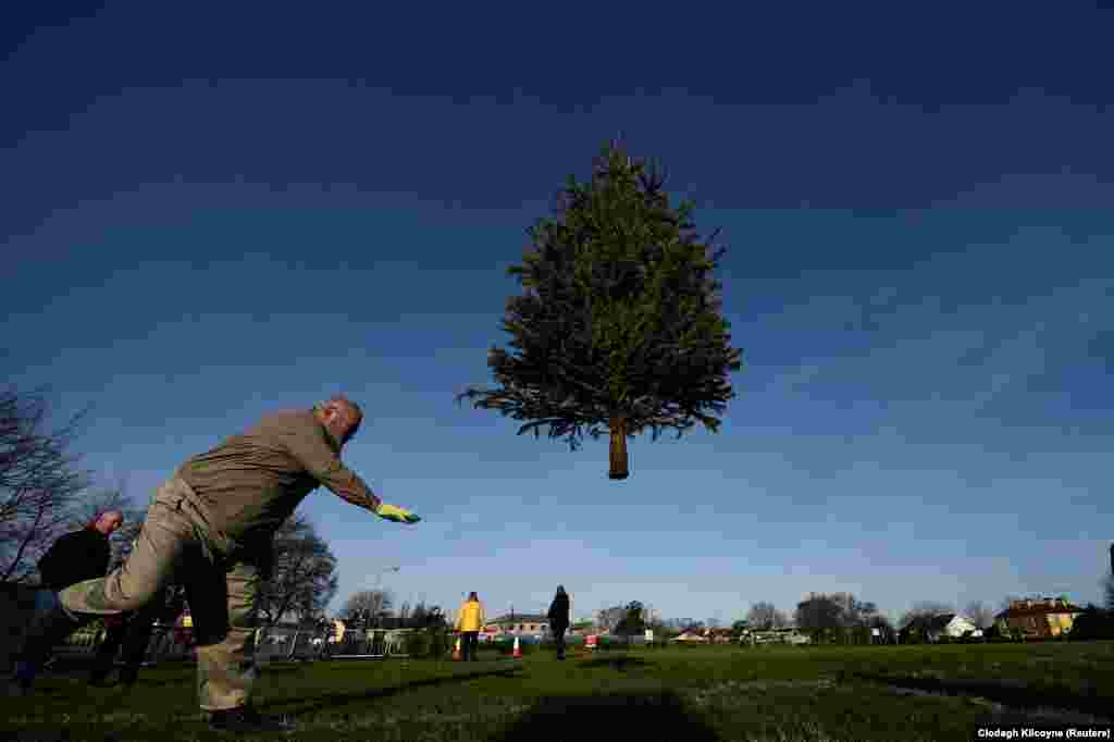 A man participates in a Christmas-tree-throwing competition in the County Clare town of Ennis, Ireland. (Reuters/Clodagh Kilcoyne)