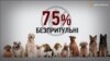 85% відсотків отруєнь собак Києва скоюють комунальні служби − зоозахисниця