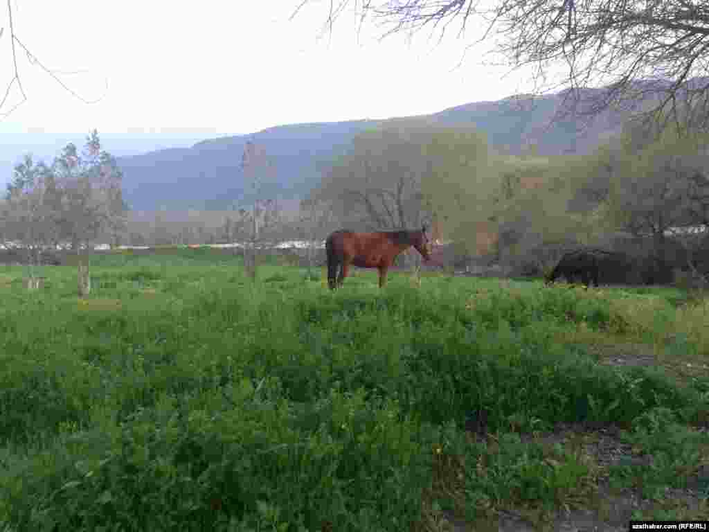 Köpetdagyň etegindäki obalaryň birinde meýdanda bakylýan at.