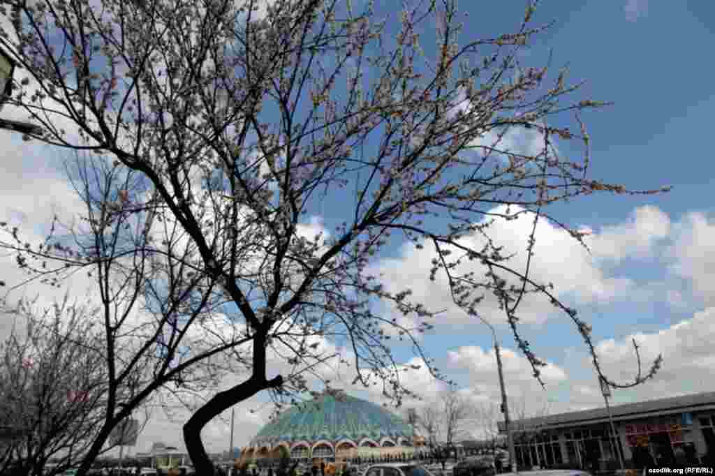 Uzbekistan - spring in Tashkent