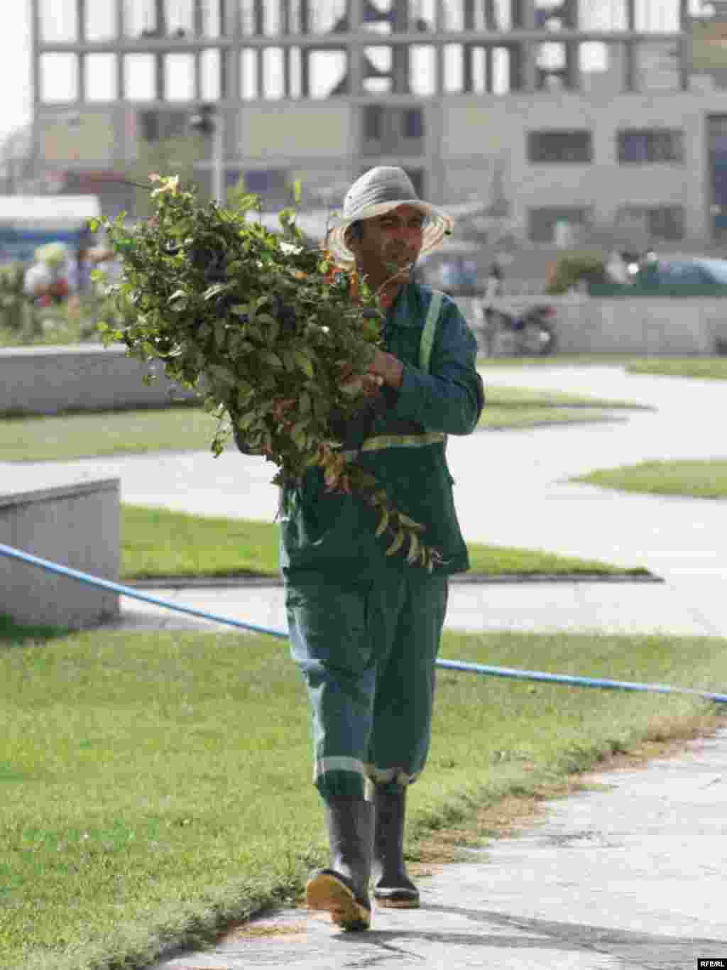 ... همیشه سبز