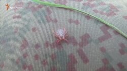 Крымские клещи вышли из-под контроля (видео)