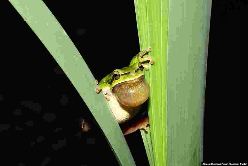 قورباغه درختی،&nbsp;Hyla orientalis،&nbsp;پراکندگی در ايران:&nbsp;مازندران و گيلان،&nbsp;طول کل بدن:&nbsp;۴۵ ميليمتر