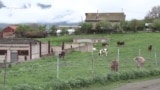 Ոսկու փայլն ու անփայլ աշխատավարձը. Արջուտի հանքում աշխատողները գործադուլ են անում