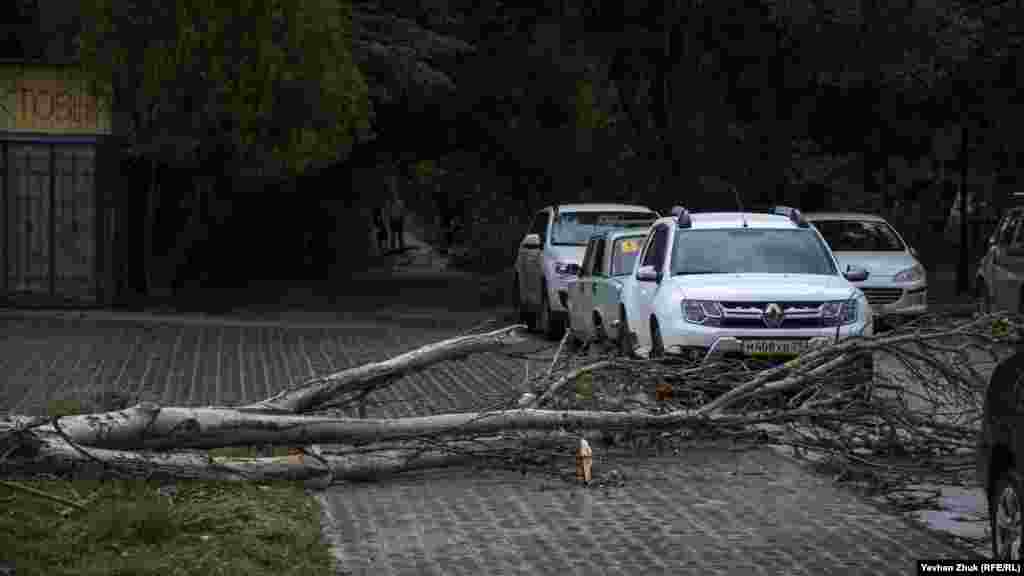 Ночью упавшее дерево придавило автомобиль на улице Героев Севастополя. Утром автомобиль освободили из &laquo;плена&raquo;, но дерево в течение дня так и не убрали