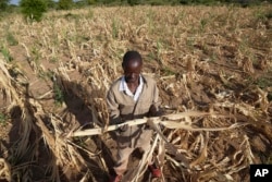 Zimbabwei farmer kiszáradt ültetvényén