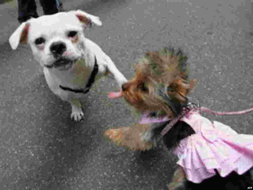 "Yumi" i "Jimmy" - Terijeri Yumi i Jimmy na psećoj modnoj reviji na Menhetnu