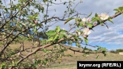 Цвітіння дикої яблуні. Білогірськ, Крим, жовтень 2025