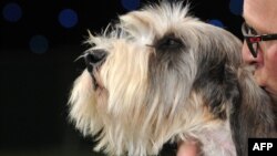 Jilly, un Basset Griffon Vendeen, cîștigător în 2013 la Crufts Dog Show la Birmingham