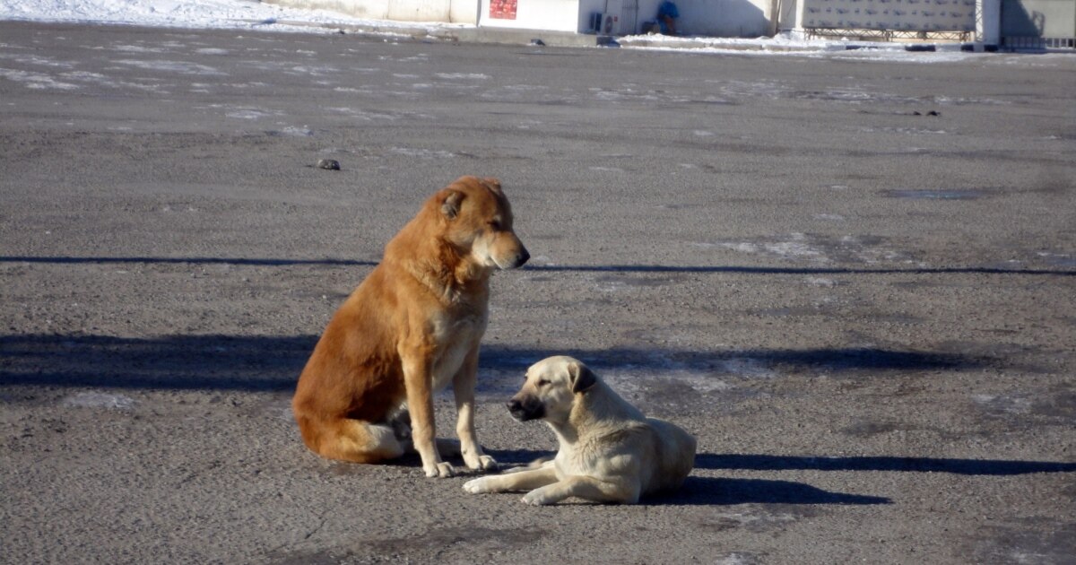 Ular mushukdan ogizga singdiradilar Ular mushukdan ogizga singdiradilar