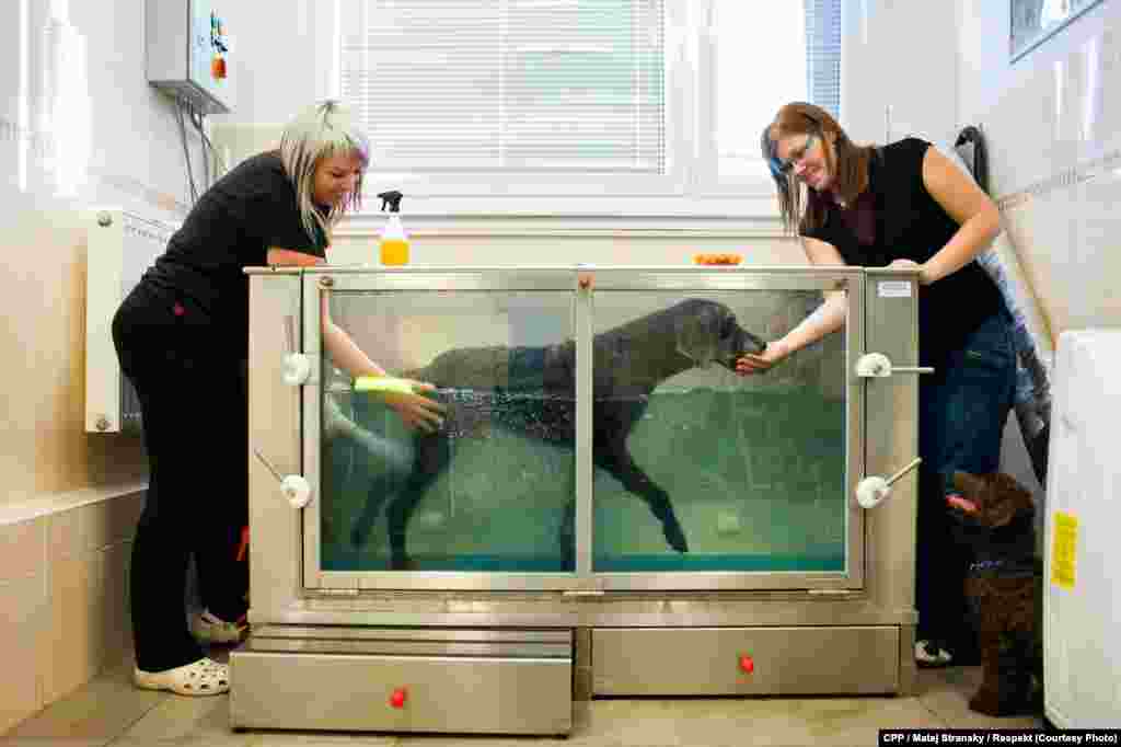 First Prize,&nbsp;Nature and Environment: A dog receives aquatherapy at a veterinarian&#39;s office. (&quot;Respekt&quot;/Matej Stransky) 