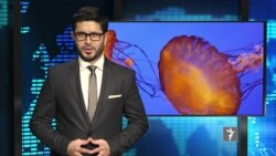 ستودیوی آزادی تازه ترین خبر های جهان