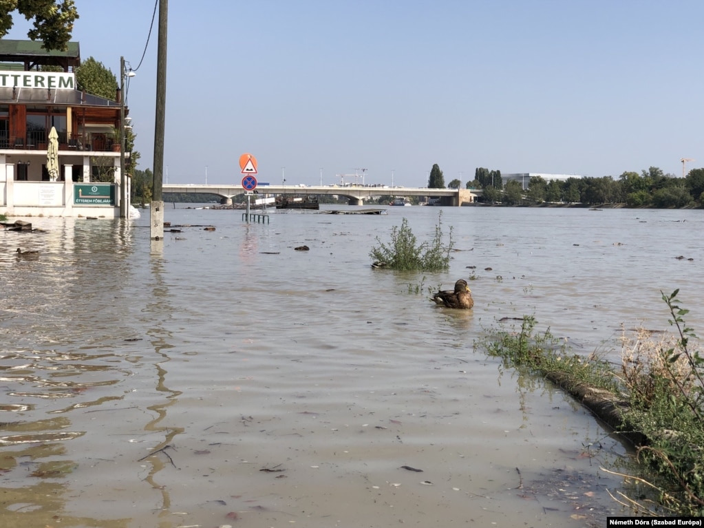 18 septembrie: o rață pe apele deja umflate ale Dunării, în cartierul Obuda din Budapesta. Premierul Viktor Orban a numit acest val de inundații una dintre cele mai importante provocări cu care s-a confruntat Ungaria.  