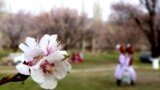 Жылына өрүк бактарынан жалпысынан 3,5 млрд. сомдой кирше алынары айтылып келет.