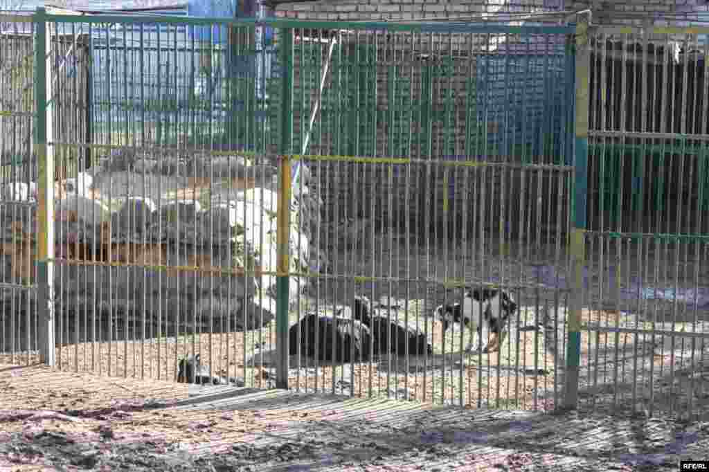 “Ошиқон”-и ҳайвонот #35