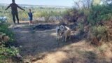 Видео про собак в Сибири 