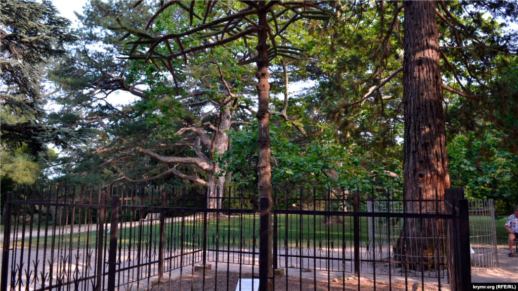 Чилийская араукария в парке Воронцовского дворца