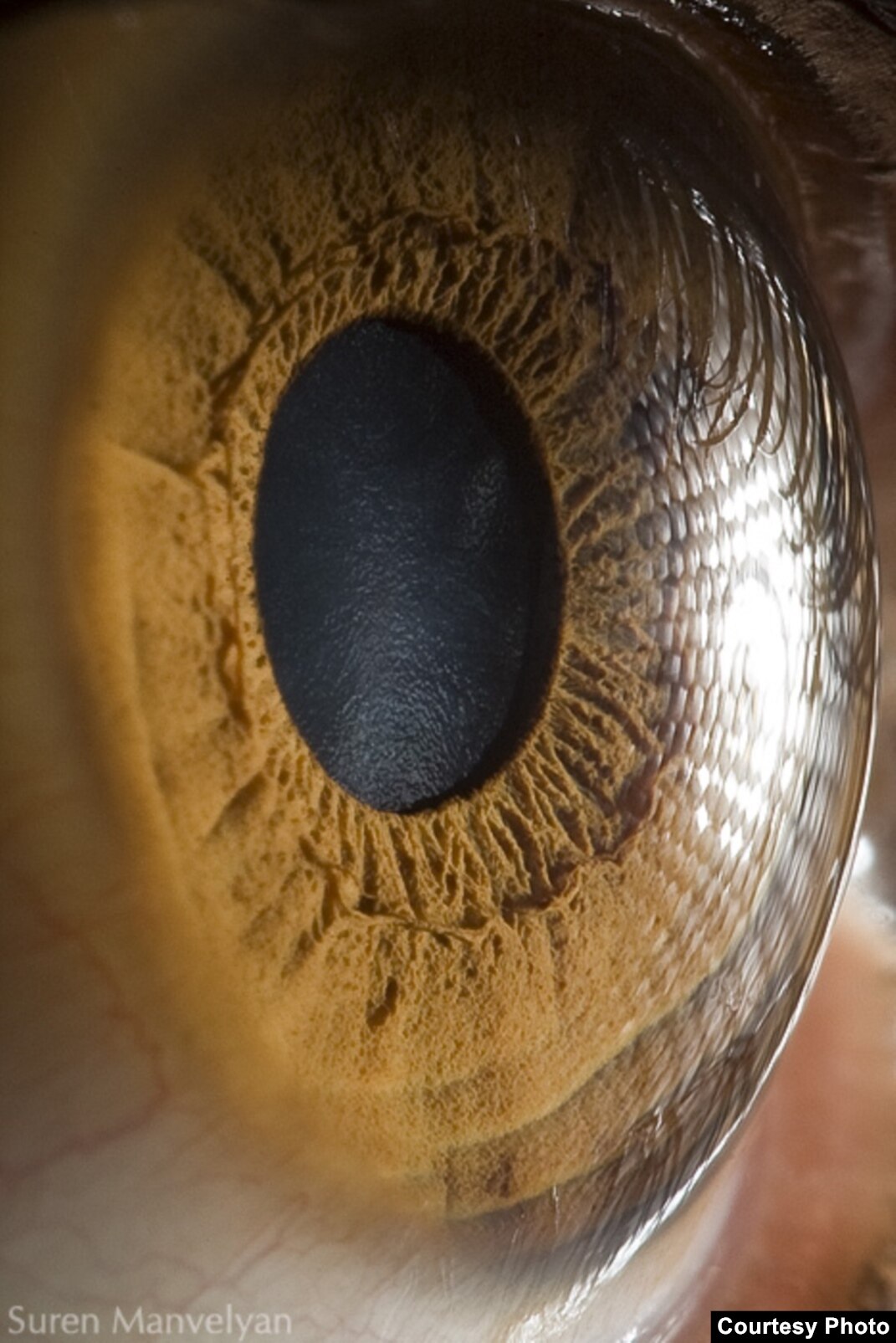 The Eyes Have It: The Work Of Suren Manvelyan