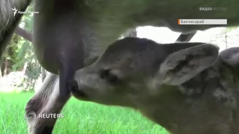 «Чужих детей не бывает»: в Бахчисарае коза усыновила косулю (видео)