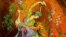An old Iranian miniature shows a girl who holds a carafe.