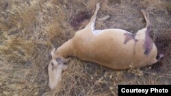 Убитая браконьерами особь сайги, у которой отпилены рога. Рога этой антилопы, как правило, пользуются спросом на черном рынке. 