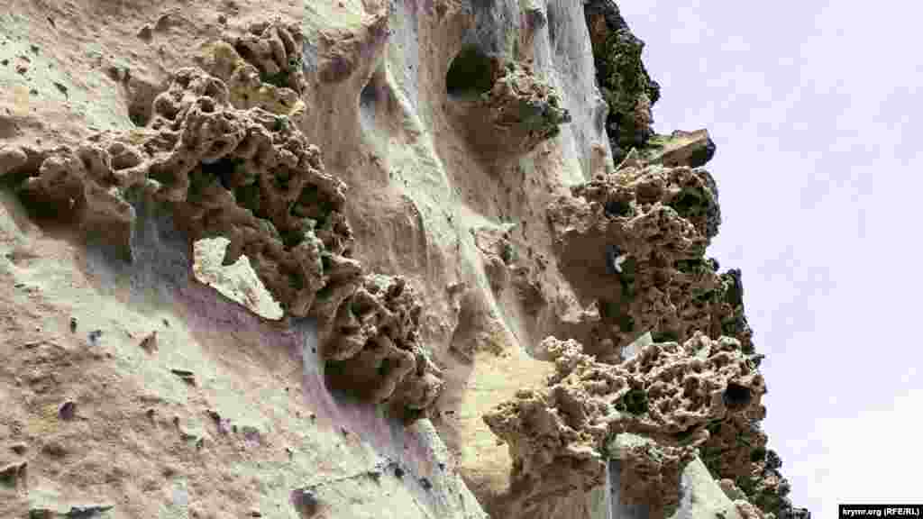 Крутой откос Баклинской куэсты из пласта прочного мшанкового известняка. Мшанки &ndash; тип первичноротых животных