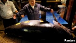 Her kilogramy 1.2 million ýene bahalanan tuna balygy Ýaponiýanyň Honşu adasynyň demirgazygynda tutuldy.