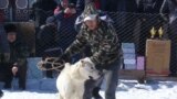 Урушка көбүнчө кыргыз дөбөттөрү жана алабай пародасындагы иттер чыгат. Мушташа турчу иттерди да кадимкидей тапташат