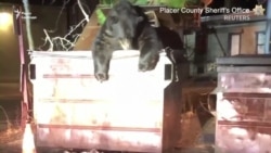 Щасливе визволення. У США поліцейські допомогли ведмедю вибратися з контейнера для сміття – відео