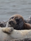 Caspian Sea Seals in Kazakhstan