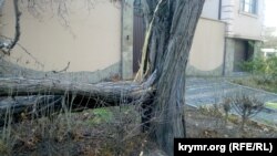 Иллюстратив фото