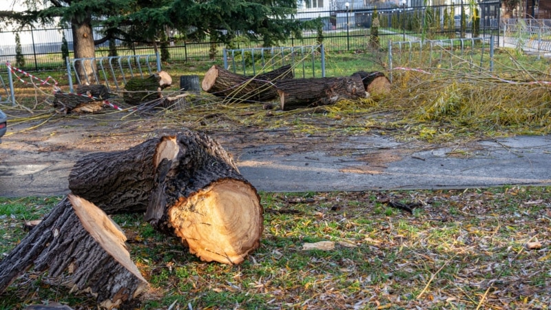 Сломанные деревья и обесточенные дома: последствия ураганного ветра в Симферополе и Севастополе (фотогалерея)