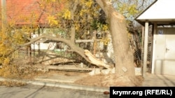 Поваленное ветром дерево возле частного дома на улице Нины Ониловой, 30 ноября 2021 года