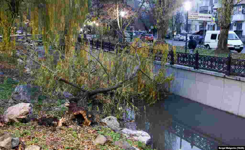Сломанное дерево около реки Салгир в Симферополе