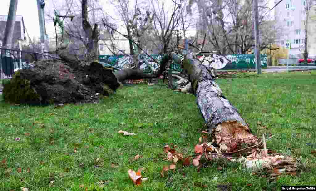 Некоторые деревья были сломаны ураганным ветром, а некоторые &ndash; фактически вырваны из почвы прямо с корнем