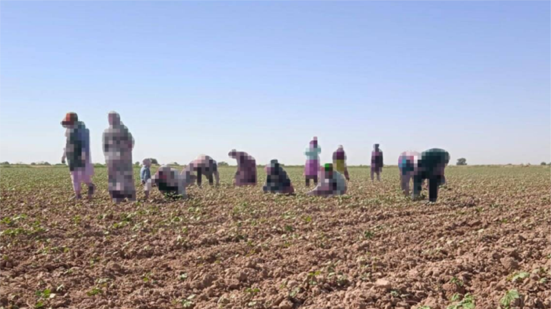 Diňle: Paýtagtda polisiýa içerki migrantlary tutup, pagta ýekelemek işlerine ugradýar