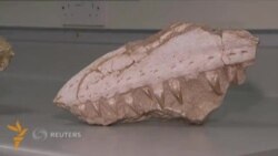 Британиялик археологлар Канададаги музейдан янги турдаги динозаврни топди