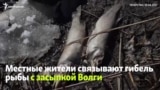 Массовая гибель рыбы на Волге в Татарстане