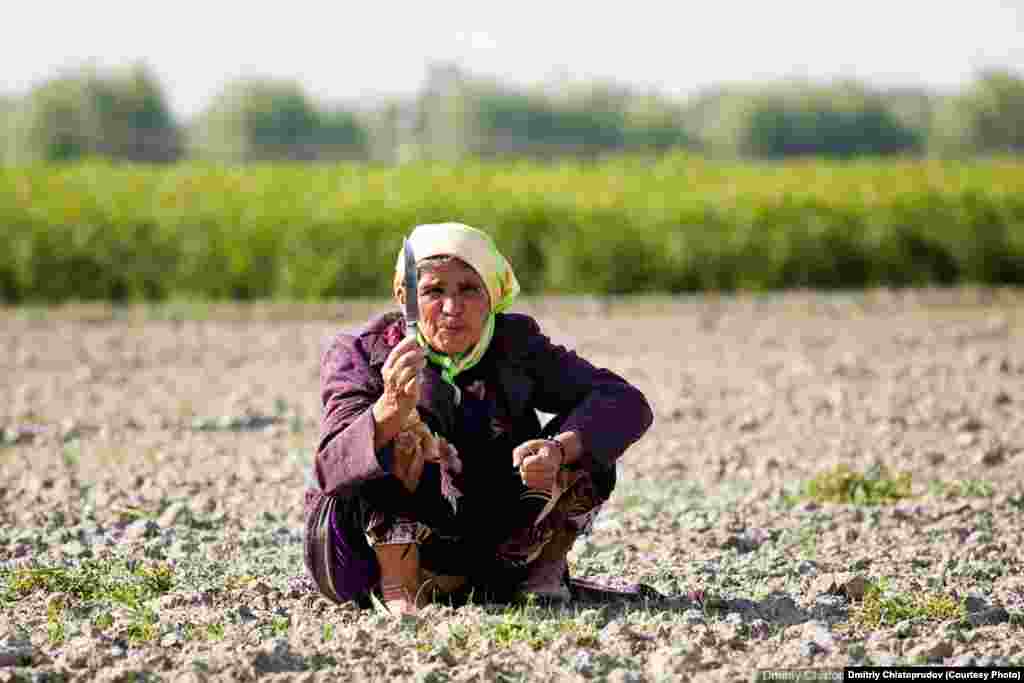 Кампир далада меҳнат қилмоқда (Dmitriy Chistoprudov, http://chistoprudov.livejournal.com)