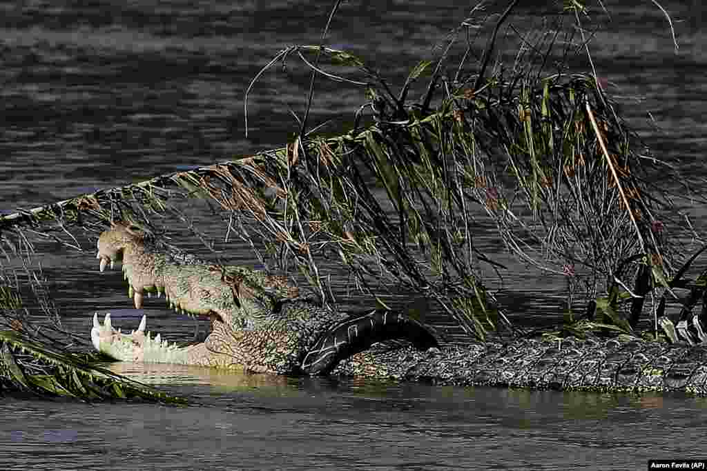 A crocodile, trapped inside a rubber tire, is seen among debris left along a river&#39;s edge by a massive earthquake and tsunami that hit Palu, Central Sulawesi, Indonesia. More than 1,400 people are believed to have died, but the toll is expected to rise. (AP/Aaron Favila)