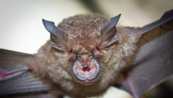 Підковоподібний кажан – вид, який, викликав смертельний спалах важкого гострого респіраторного синдрому