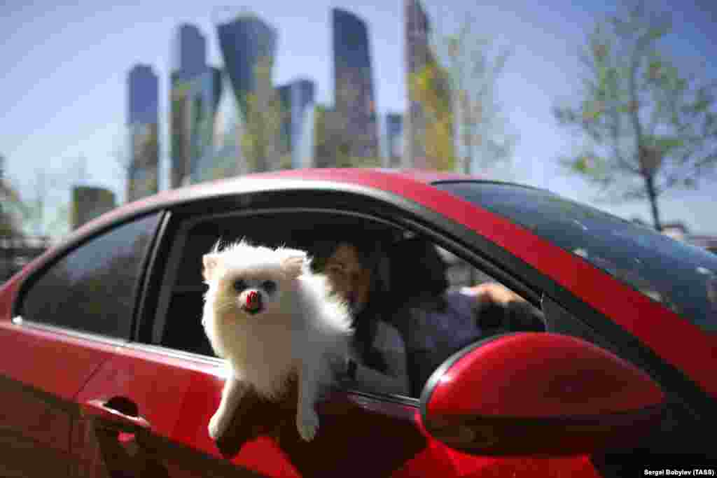 A couple take their dog for a car ride in Moscow. (TASS/Sergei Bobylev)