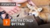 Belarus-tiser for video fox from the helping center for a wild animals