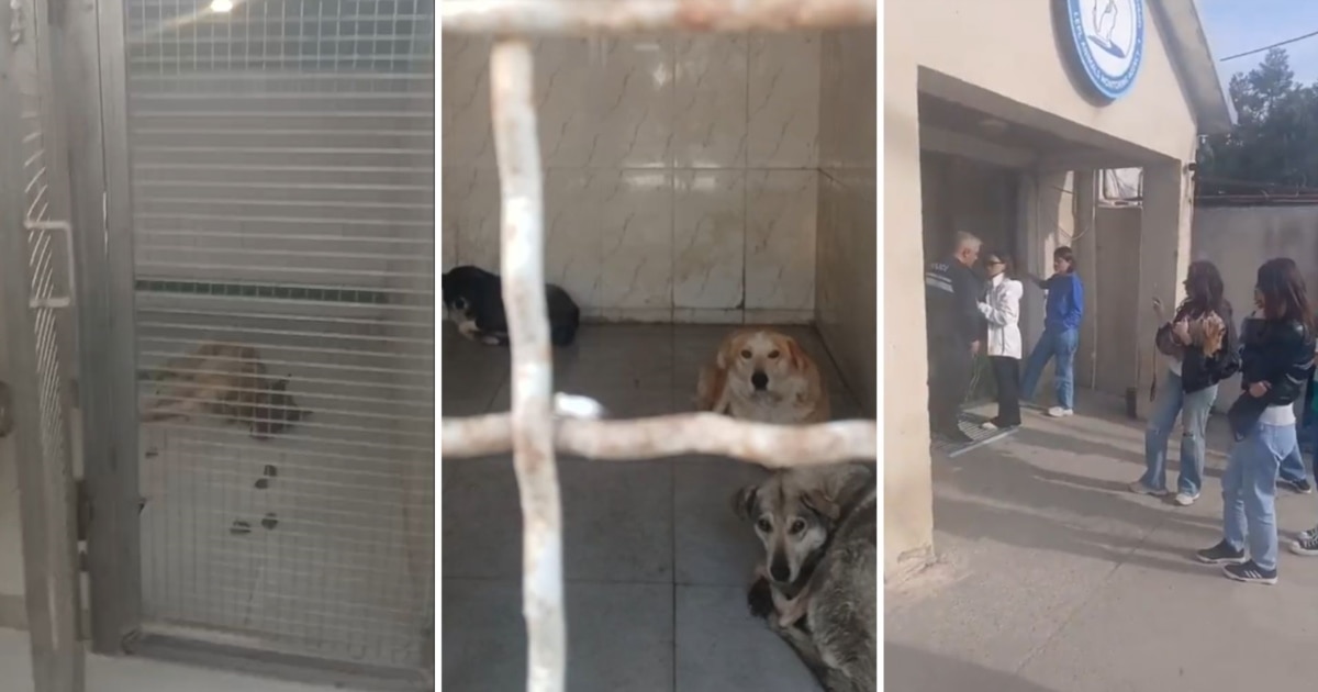 თბილისის ცხოველთა თავშესაფართან აქციას ხმაური მოჰყვა - მერია „შეჭრაზე“ საუბრობს