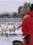 Moldova, Hundreds of swans winter every year on the Dniester River in Sanatauca. The locals feed them, especially when the river freezes