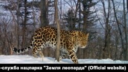 Леопард в нацпарке Дальнего Востока, архивное фото