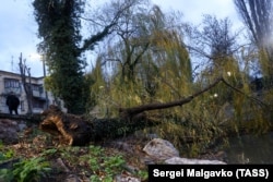 Упавшее в результате ураганного ветра дерево на одной из улиц Симферополя, 30 ноября 2021 года