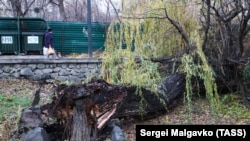 Сломанные деревья и обесточенные дома: последствия ураганного ветра в Симферополе и Севастополе (фотогалерея)