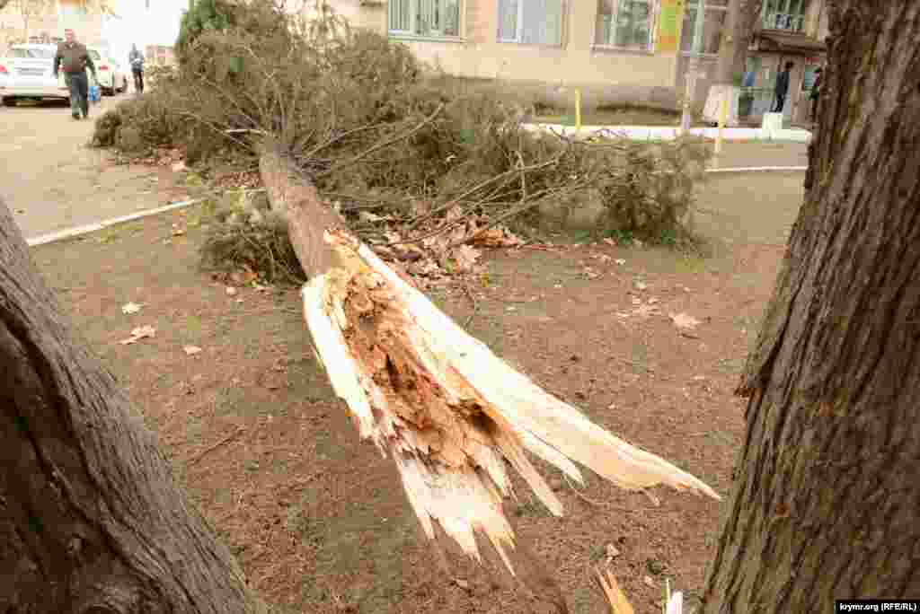 Хвойне дерево заввишки близько п&#39;яти метрів, повалене штормовим вітром у Севастополі, на проспекті Генерала Острякова біля будівлі, де розташований ДОСААФ &nbsp;